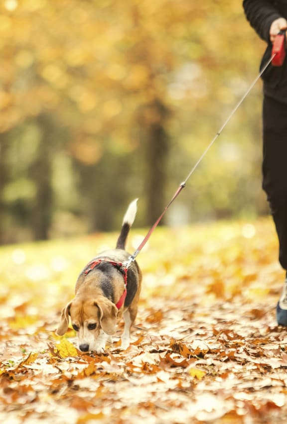 Bluffs at Evergreen Apartments in Everett, WA